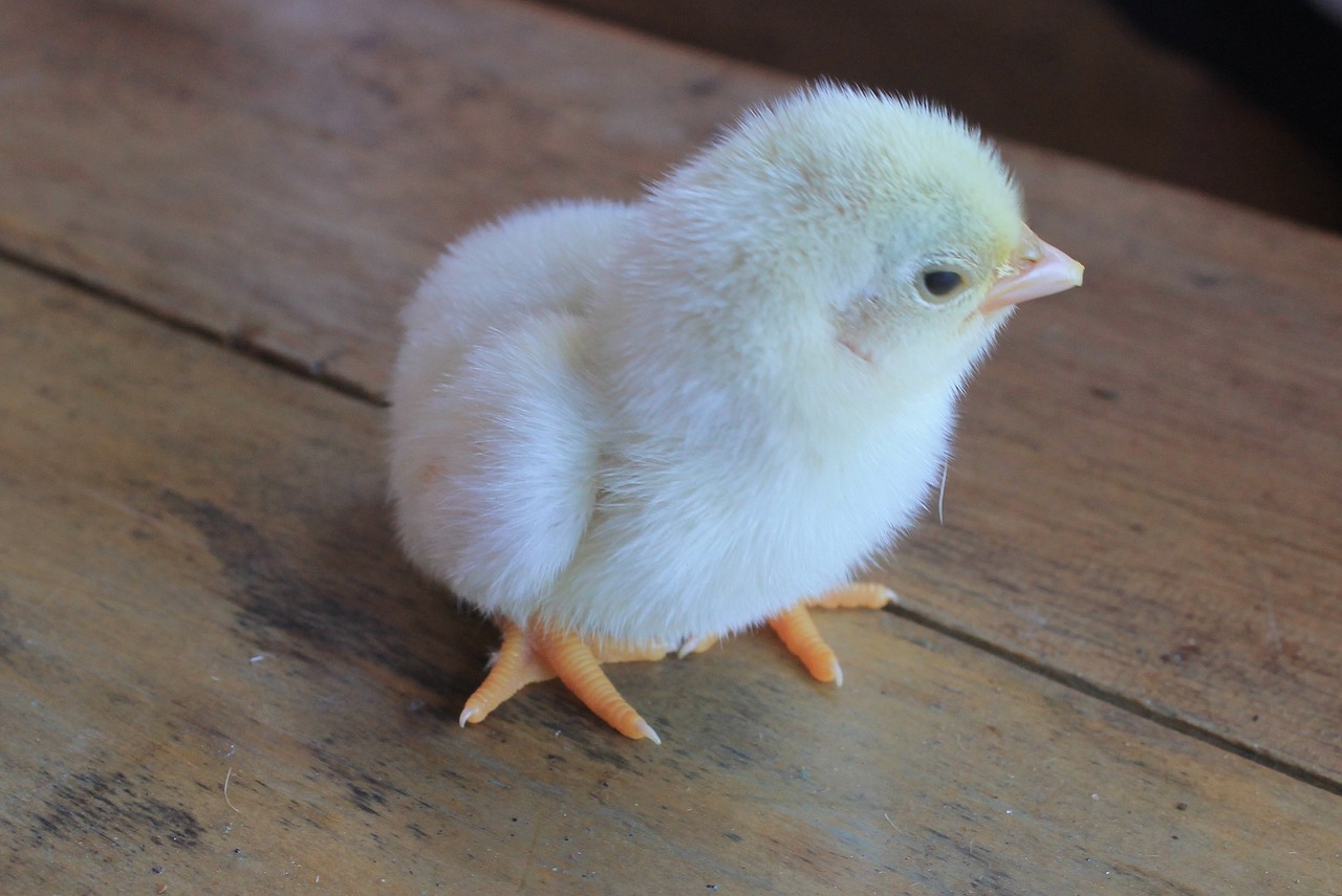 chick, chicken, baby chick-946790.jpg
