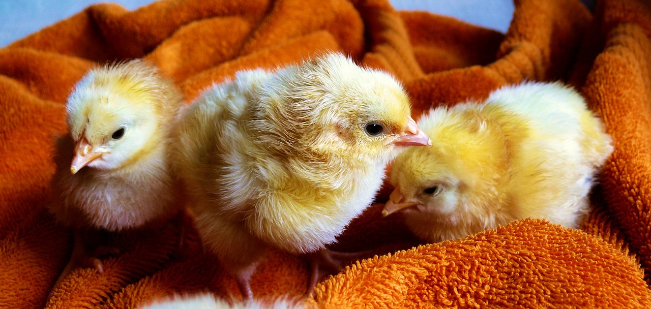 chicks, young, birds-573377.jpg